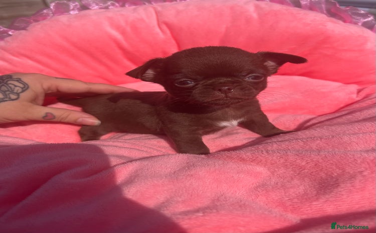 Chihuahua dogs - Advert 8