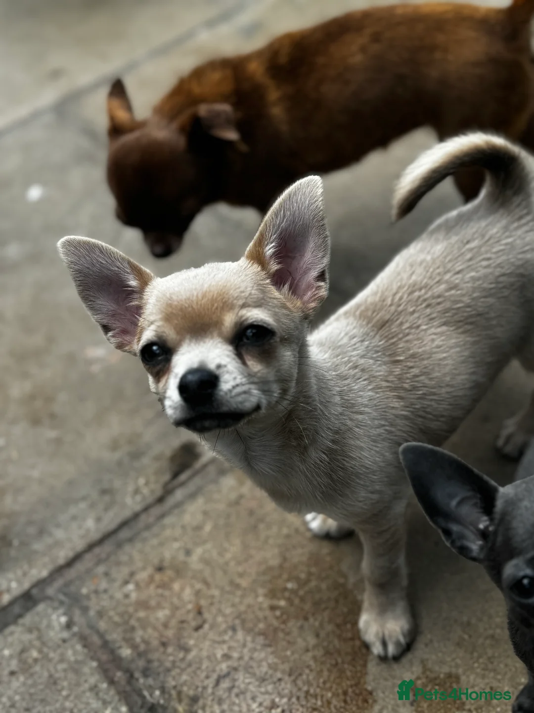 Chihuahua dogs for stud: Romeo Amor Stud!  in Leeds - Advert 4