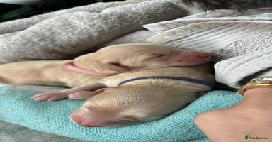 Mixed Breed dogs - Advert 8