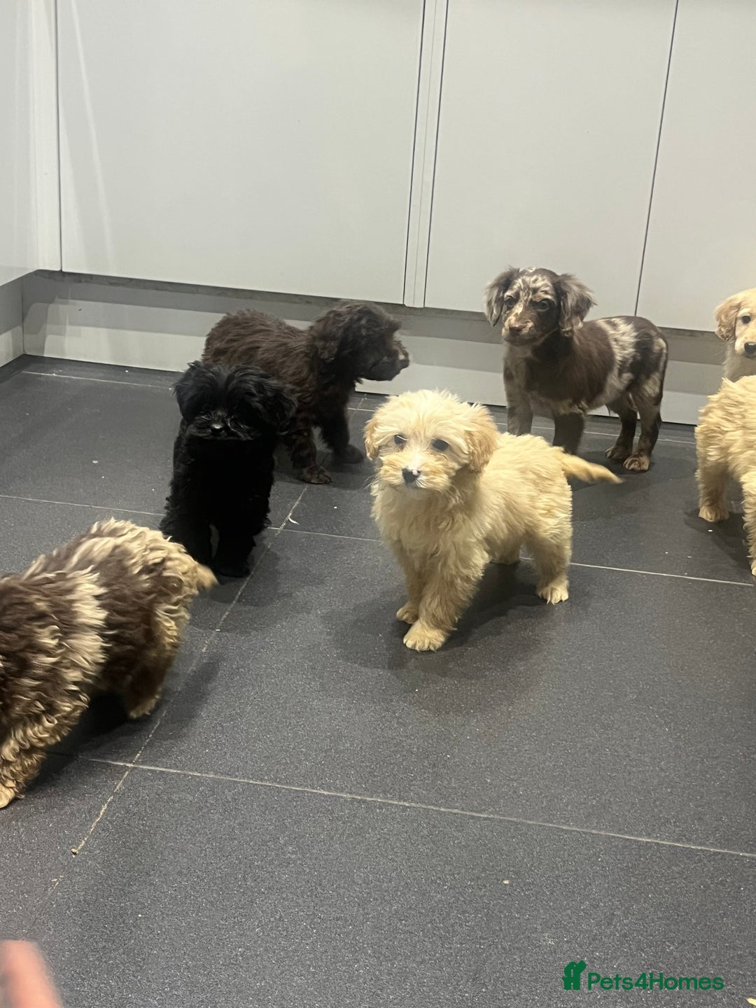 Cockapoo dogs for sale: Beautiful merl Cockpoo puppies  - Advert 8