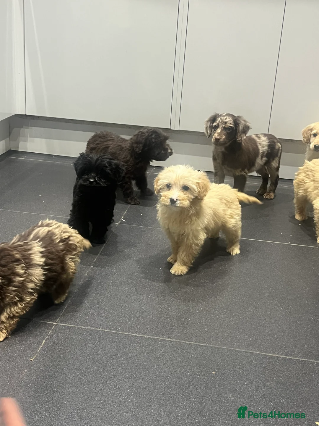Cockapoo dogs for sale: Beautiful merl Cockpoo puppies  - Advert 9