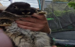 Mini Lop rabbits for sale: mini lop - Image 3