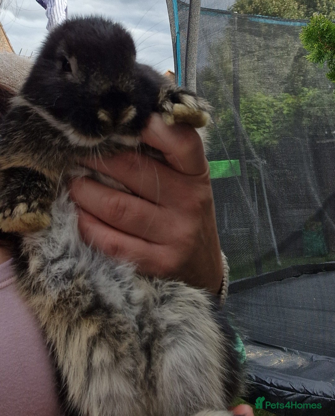 Mini Lop rabbits for sale: mini lop - Image 3