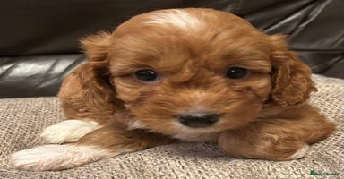 Cockapoo dogs RED F1 TOY COCKAPOOS - ONLY 1 GIRL! HEALTH-CHECKED - Advert 8