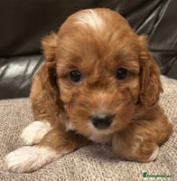 Cockapoo dogs RED F1 TOY COCKAPOOS - ONLY 1 GIRL! HEALTH-CHECKED - Advert 7