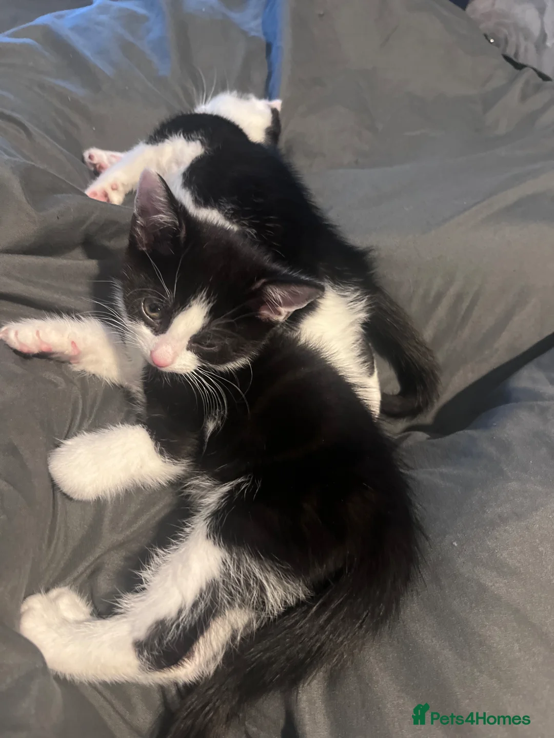 Mixed Breed cats for sale: 🐾Stunning Male Kittens Available🐾 - Advert 2