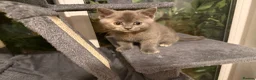 British Shorthair cats for sale: Gorgeous British short haired tabby’s & calicos  - Advert 11
