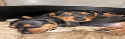 Dachshund dogs for sale: Short-Haired Dachshund Puppies  in Cheltenham - Advert 3