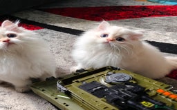 British Longhair cats for sale: ‼️🐾😍Colourpoint purebred BLH😻1 Left 🐱 - Advert 10