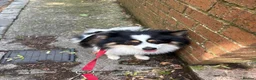 Pomeranian dogs for sale: Male panda Pom  - Advert 3