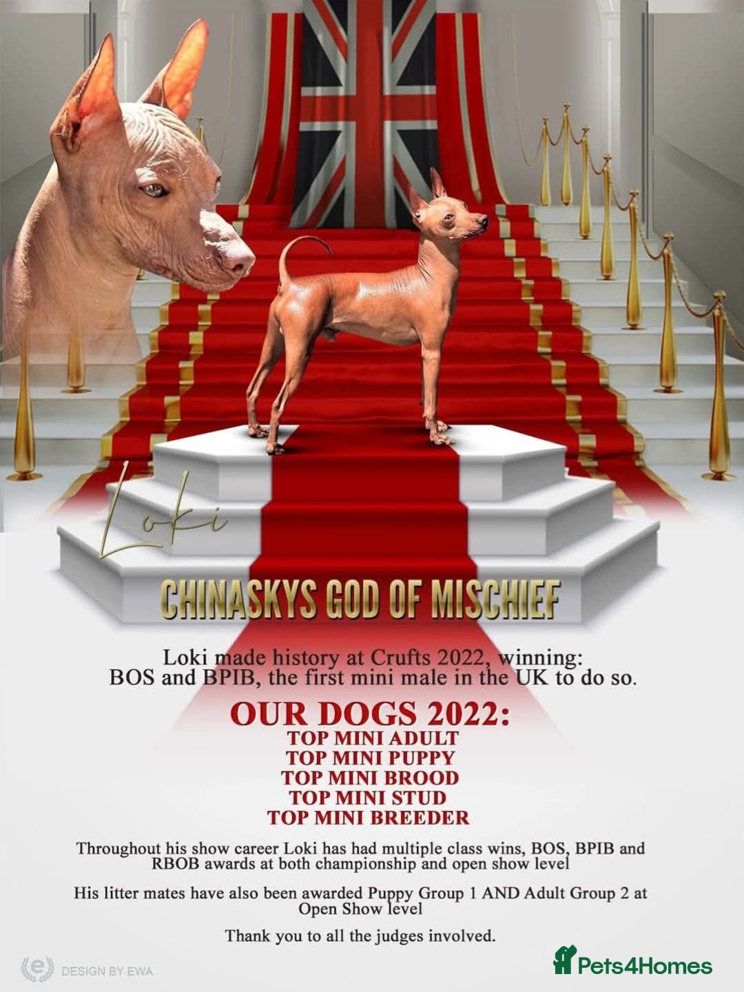 Mexican Hairless dogs for sale: Stunning mini red boy 4 months 8 week old girl . - Image 8
