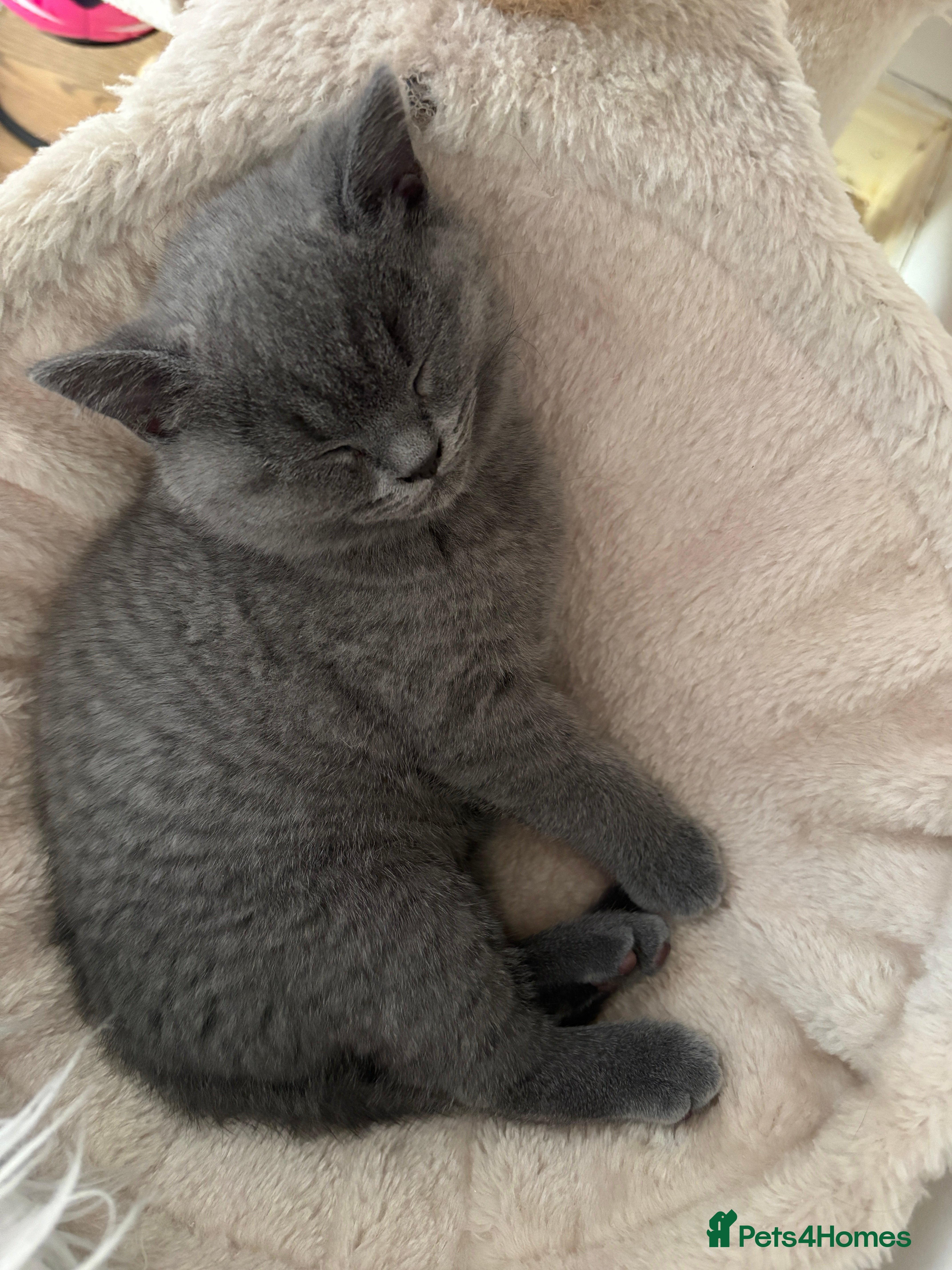 British Shorthair cats British Shorthair Blue-Grey Girl Kitten - Advert 1
