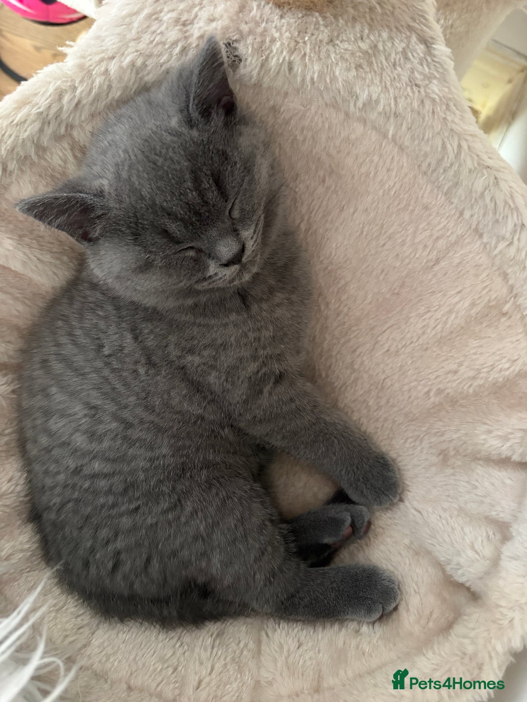 British Shorthair cats for sale: British Shorthair Blue-Grey Girl Kitten - Advert 6