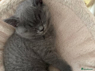 British Shorthair cats British Shorthair Blue-Grey Girl Kitten - Advert 3