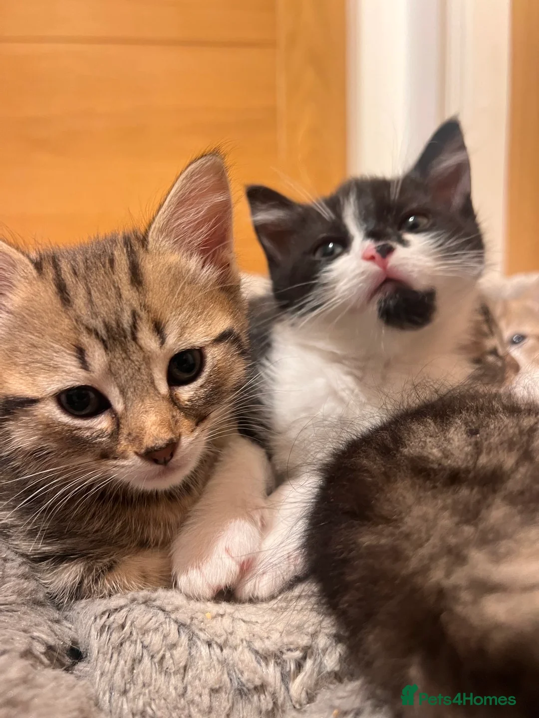 Mixed Breed cats for sale: 3 Beautiful Kittens - Advert 5