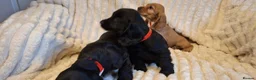 Cocker Spaniel dogs for sale: LAST 2 BLACK SHOW TYPE PUPPIES  in Rochdale - Advert 3