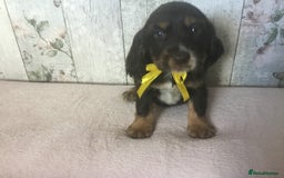 Cocker Spaniel dogs for sale: Adorable, Social, Confident KC reg Cocker pups - Image 14