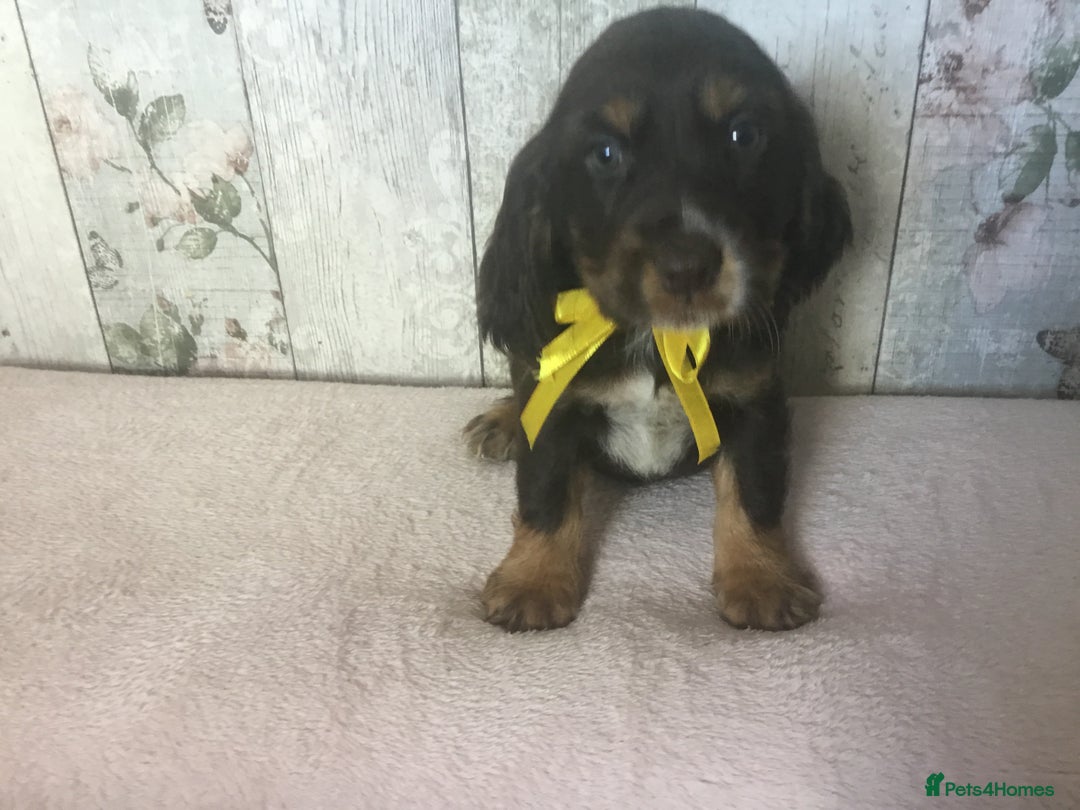 Cocker Spaniel dogs for sale: Adorable, Social, Confident KC reg Cocker pups - Image 14