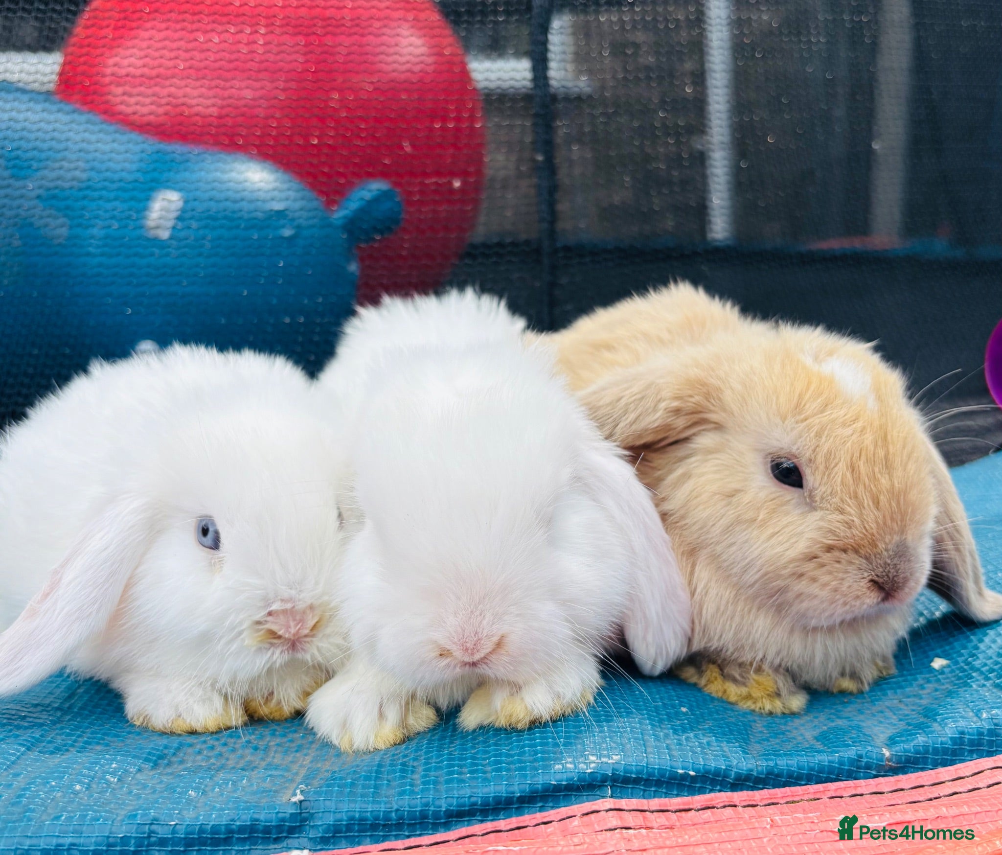 Mini Lop rabbits Pure breed Mini Lops  - Advert 2