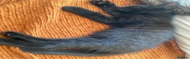 American Shorthair 2