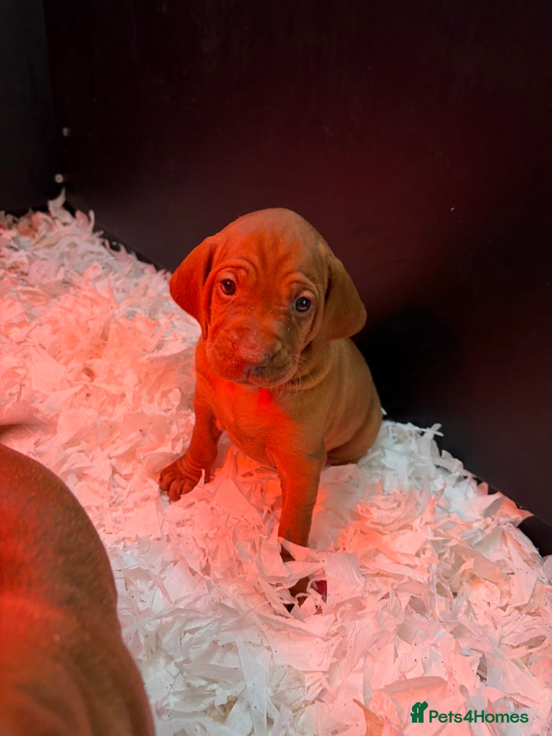 Hungarian Vizsla dogs for sale: Smooth Hungarian Vizslas  - Advert 2