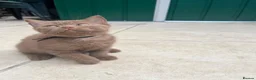 British Shorthair cats for sale: 5 Adorable Brown British Shorthair Kittens - Advert 7