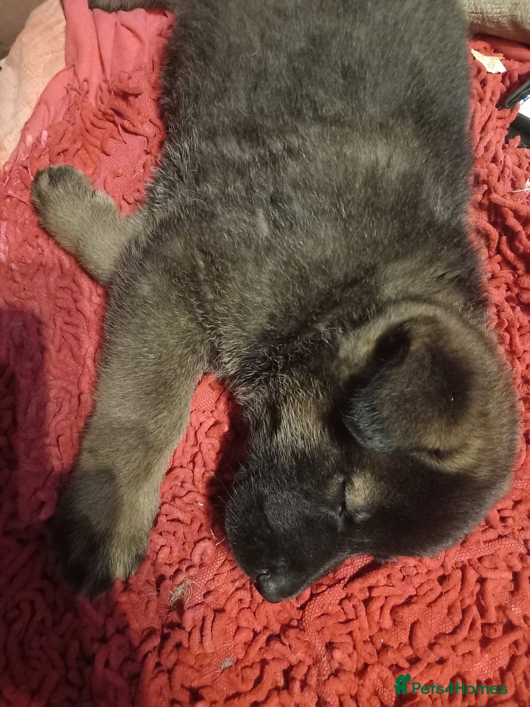 Mixed Breed dogs for sale: Akita cross German shepherd puppies - Advert 10