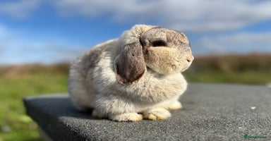 Mini Lop rabbits - Advert 9