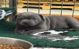 Staffordshire Bull Terrier dogs for sale: Amazing blue Staffordshire bull terrier puppies  in Stoke-on-Trent - Image 12