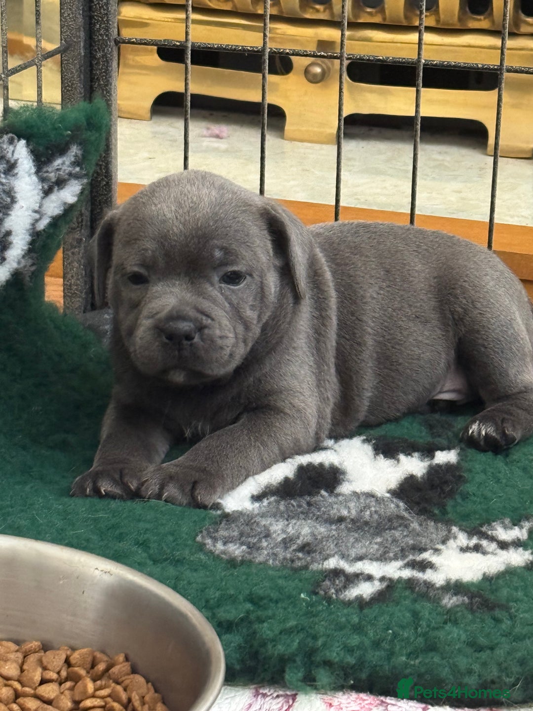 Staffordshire Bull Terrier dogs for sale: Amazing blue Staffordshire bull terrier puppies  in Stoke-on-Trent - Image 12