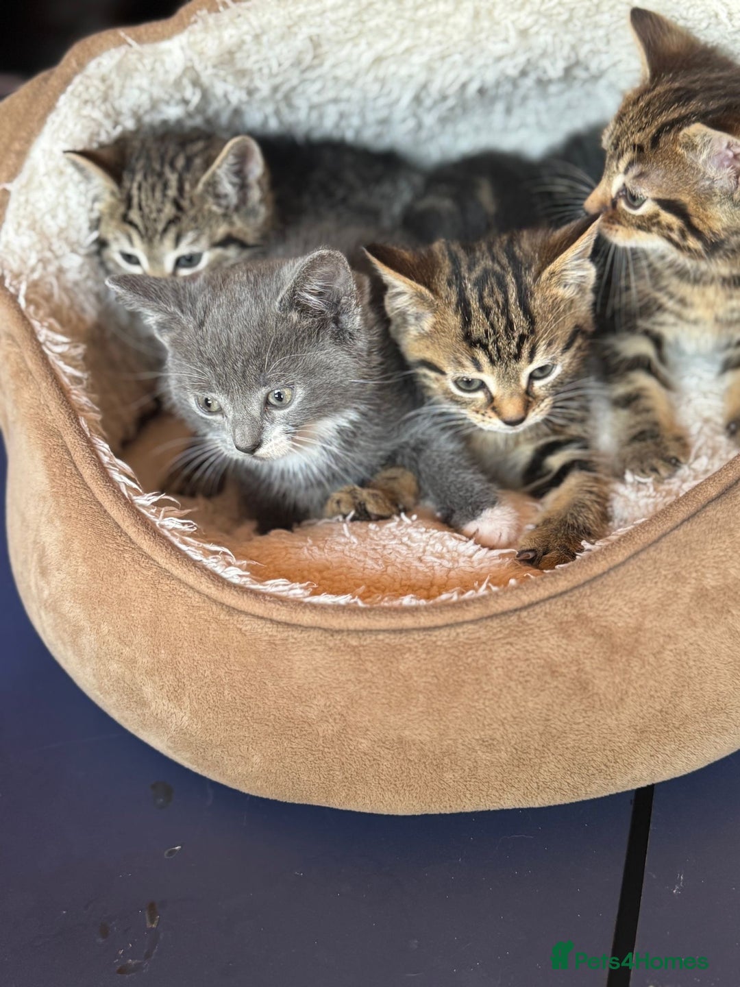 British Shorthair cats for sale: 5 adorable kittens  - Image 1