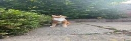 Mixed Breed cats for sale: Playful ginger boy Sheldon needs new loving home in Walsall - Advert 2