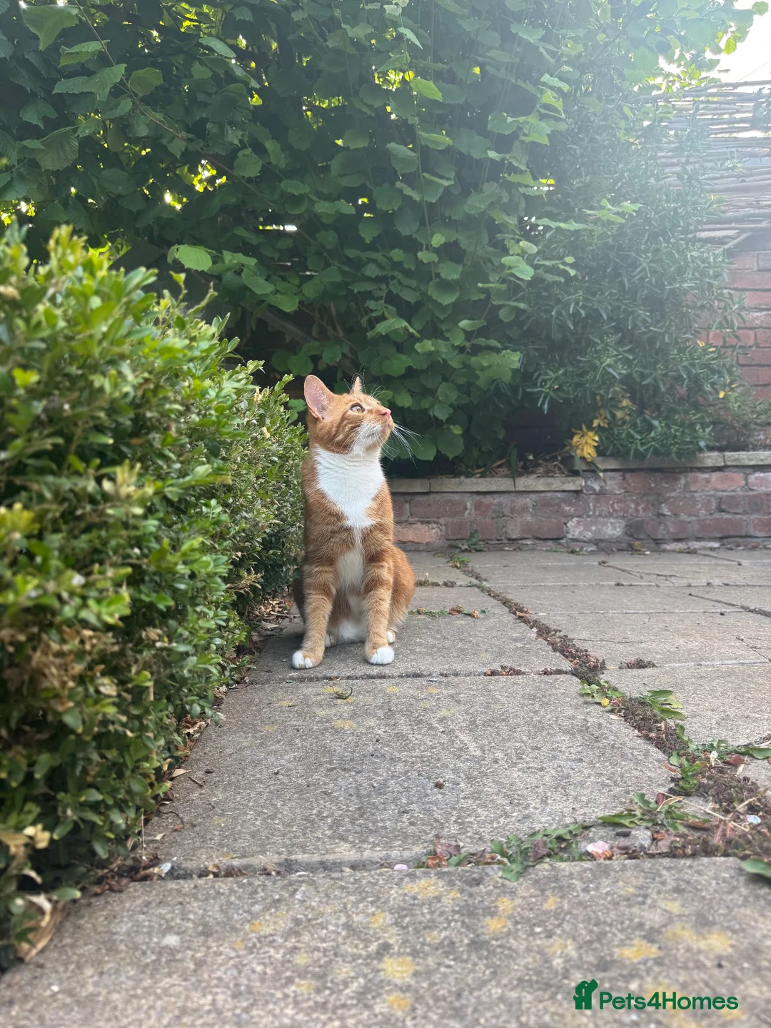 Mixed Breed cats for sale: Playful ginger boy Sheldon needs new loving home in Walsall - Advert 2