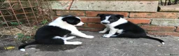 Border Collie dogs for sale: QUALITY BORDER COLLIE PUPPIES CHAMPION LINES in Cardiff - Advert 23