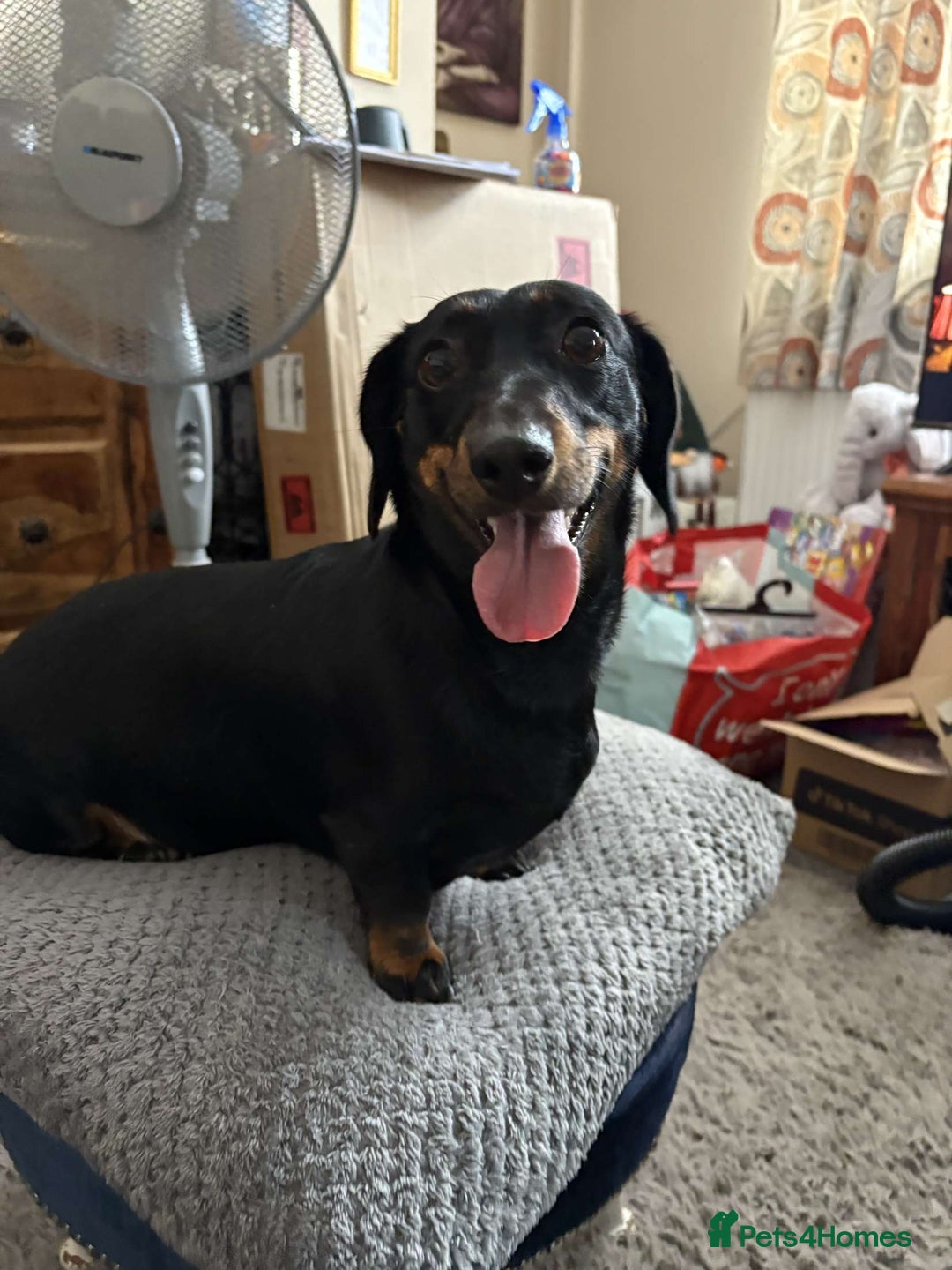 Miniature Dachshund dogs for sale: X3 lovely miniature dachshund pups - Advert 1