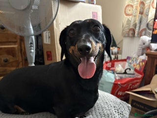 Miniature Dachshund dogs X3 lovely miniature dachshund pups - Advert 1