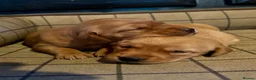 Goldador dogs for sale: Stunning Goldador puppies  - Advert 3