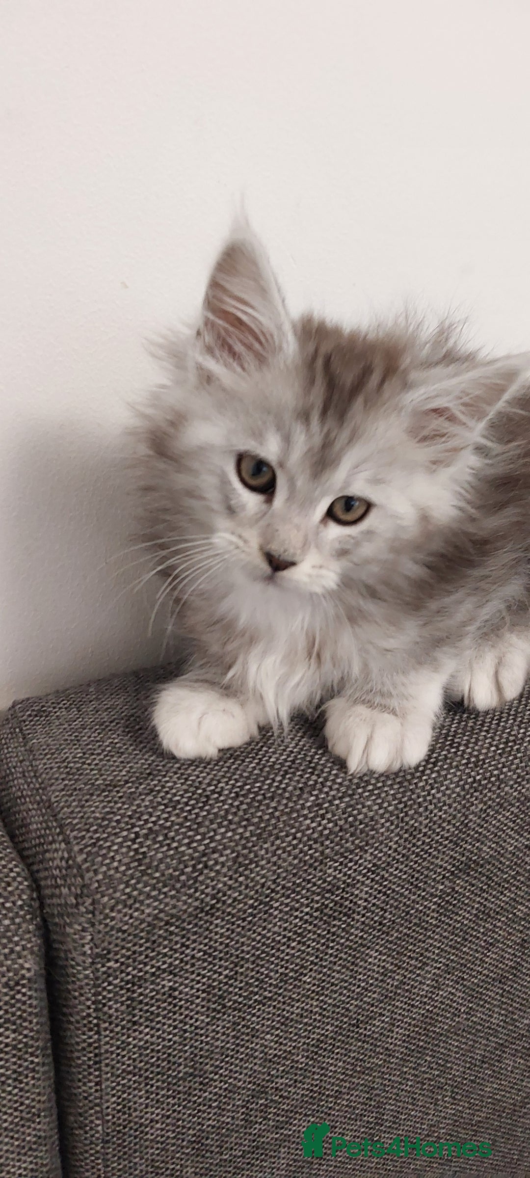 Maine Coon cats for sale: 🐈🐈🐈7 Amazing Maine coons🐈🐈🐈 - Advert 8