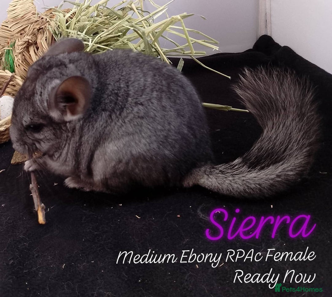 Chinchilla rodents for sale: Female RPA / RPAc baby Chinchillas - Image 7