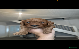 Cavapoo dogs for sale: RED toy cavapoo puppiees  - Image 9