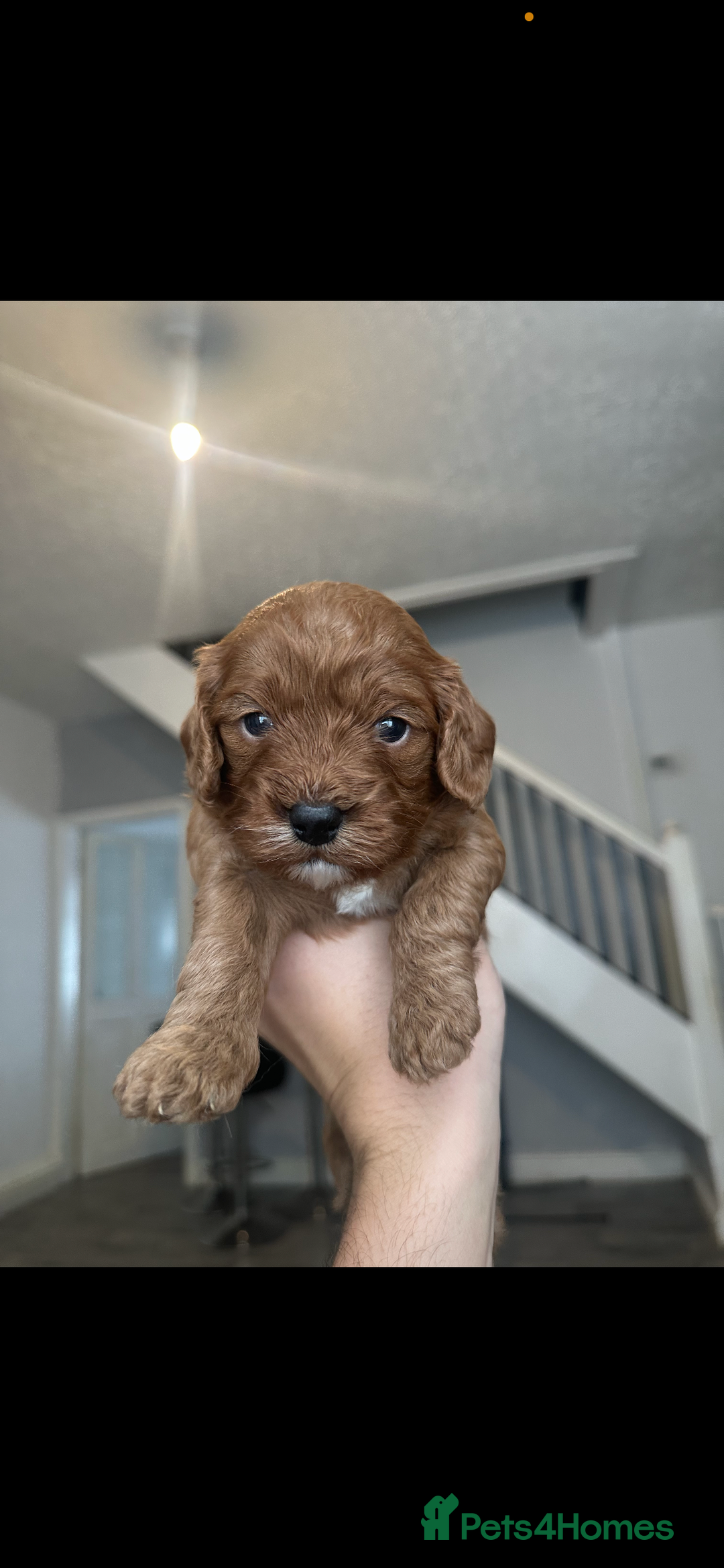 Cavapoo dogs for sale: RED toy cavapoo puppiees  - Image 9