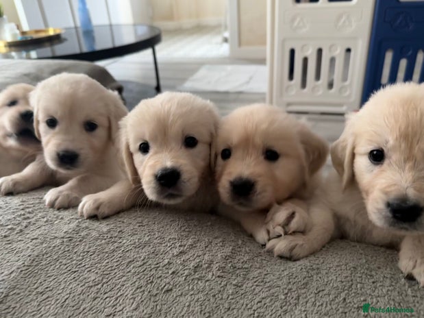 Golden Retriever dogs - Advert 1