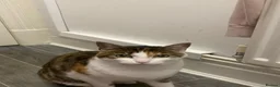 Mixed Breed cats for sale: Kiki mixed Bengal - Advert 4