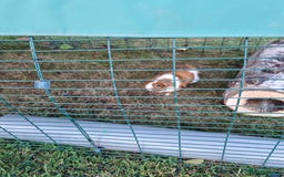 Guinea Pig rodents for sale: Male guinea pig  - Image 2