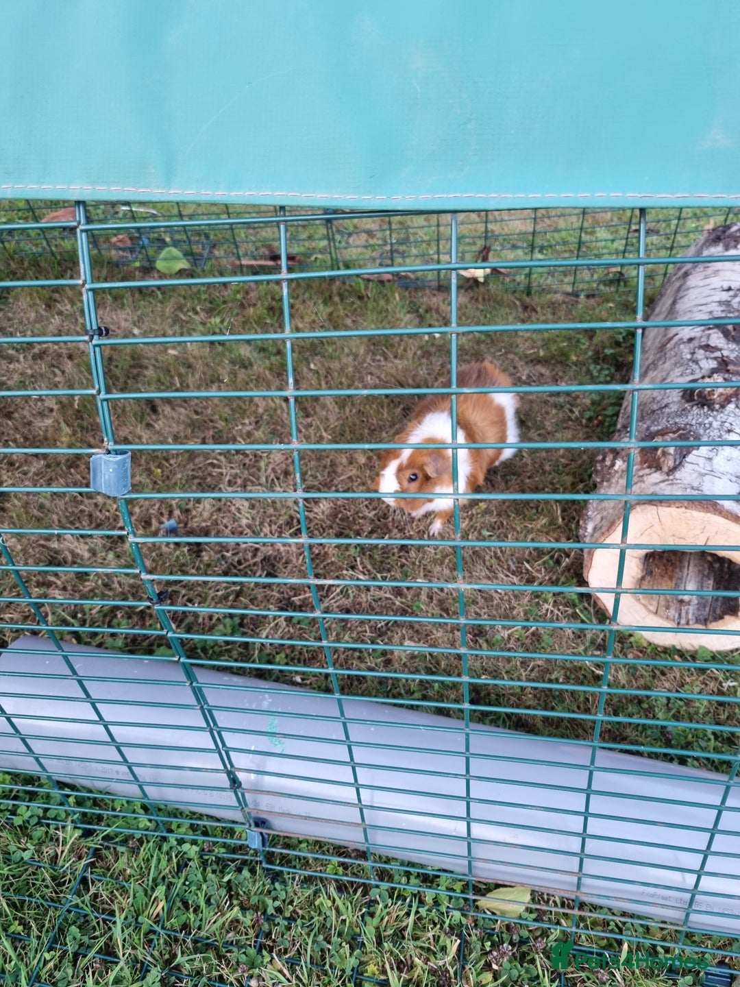 Guinea Pig rodents for sale: Male guinea pig  - Image 2