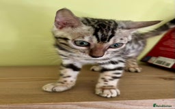 Bengal cats for sale: Female Bengal kitten available now - Image 6