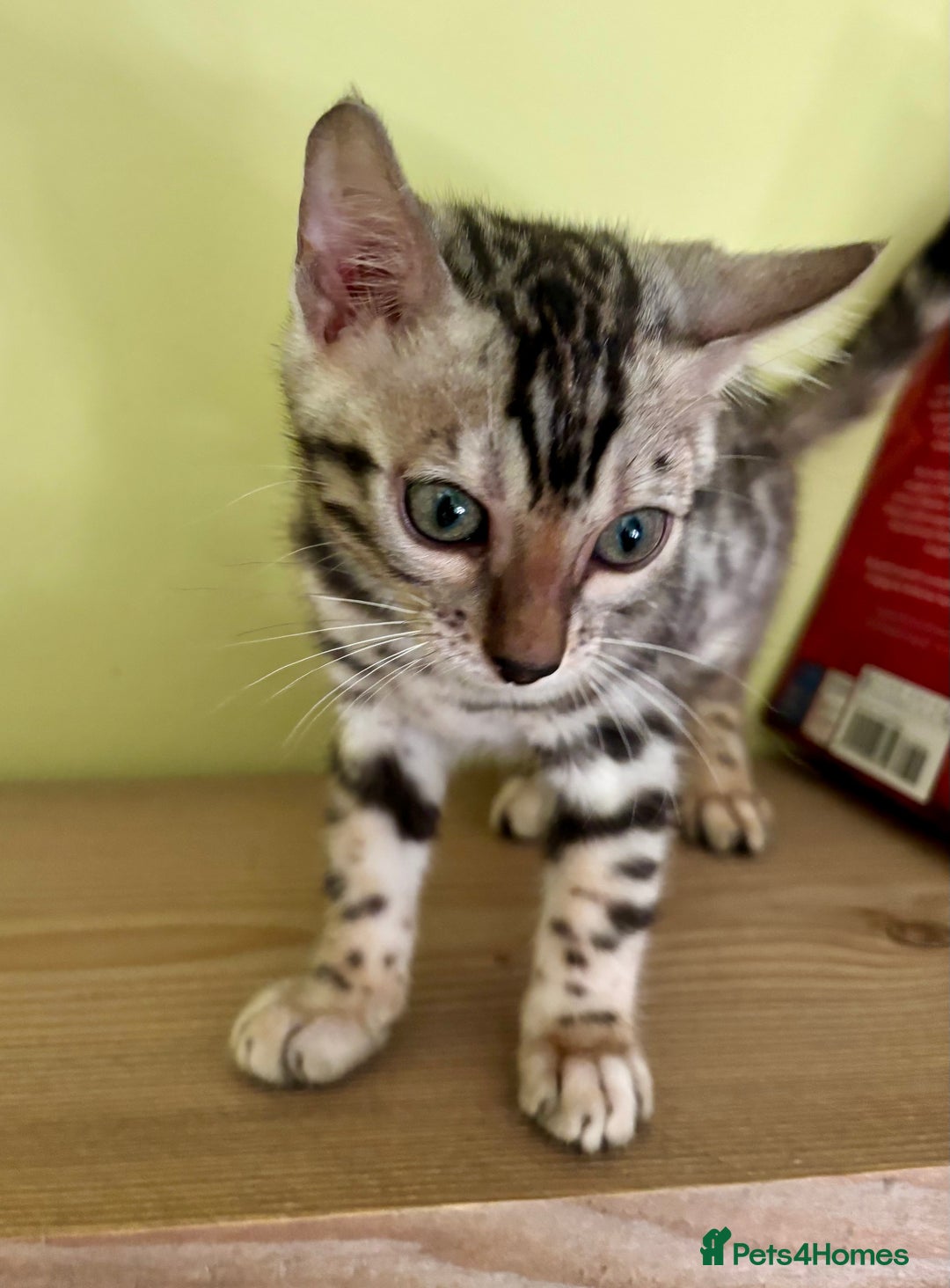 Bengal cats for sale: Female Bengal kitten available now - Image 6