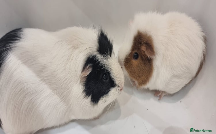 Guinea Pig rodents - Advert 12