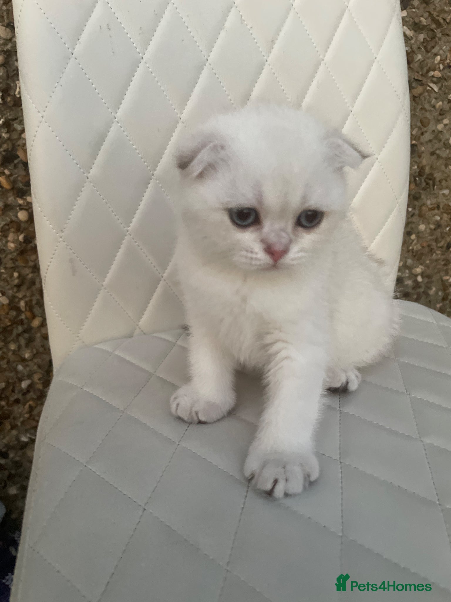 Scottish Fold cats The last Scottish Fold Kitten - Advert 6