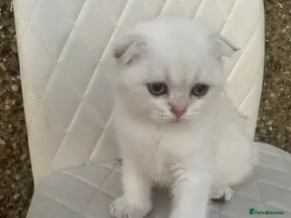 Scottish Fold cats The last Scottish Fold Kitten - Advert 6